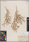 Foto von Salix exigua var. pedicellata (Andersson) Cronquist